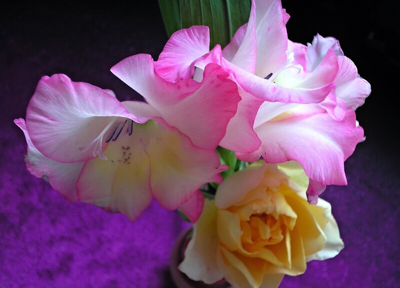 Pink Gladiolus and Yellow Rose