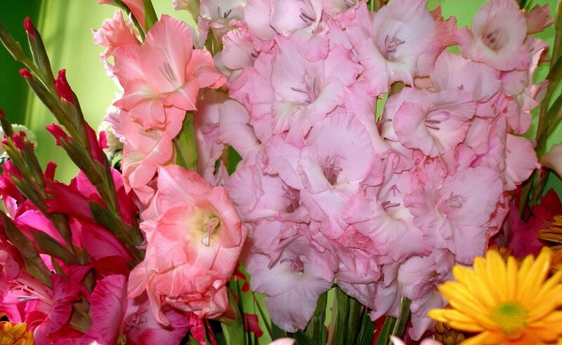 Pink gladiolus bouquet