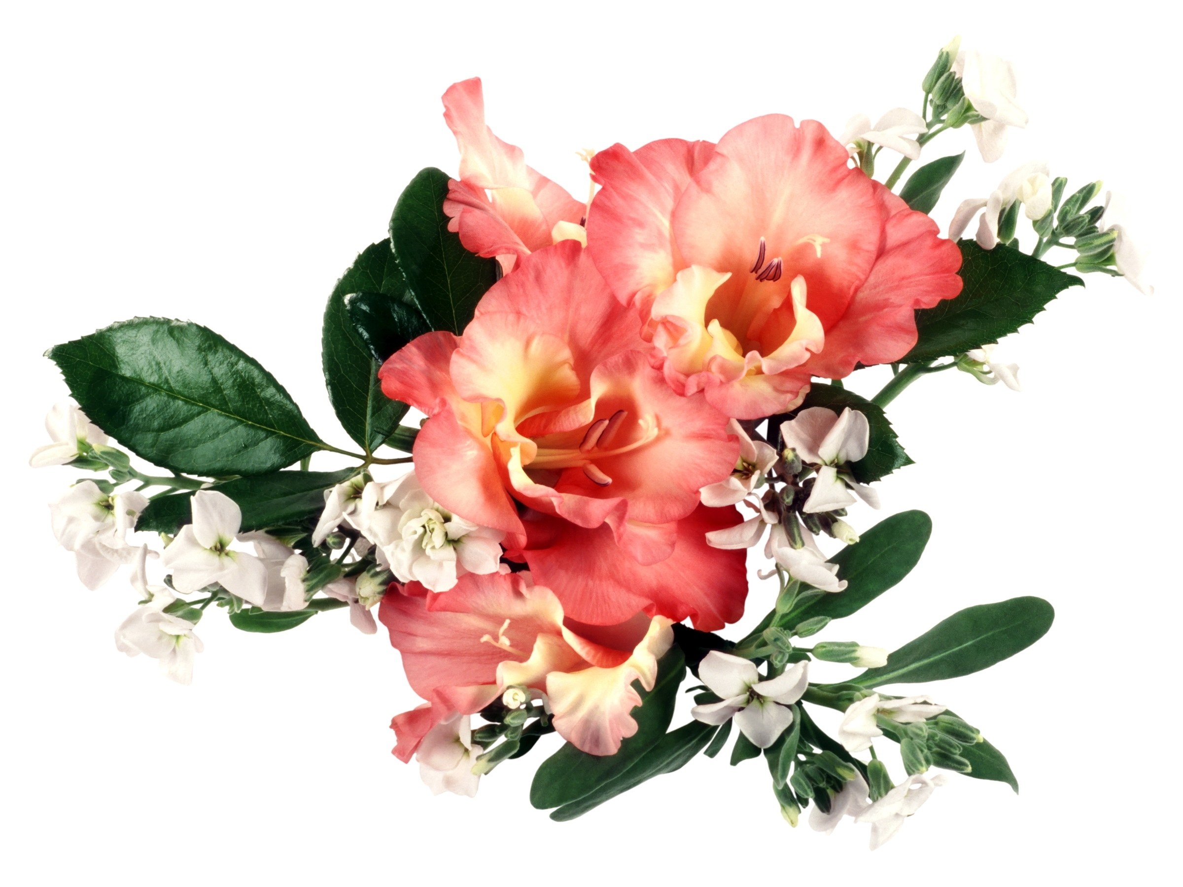 pink gladiolus bouquet
