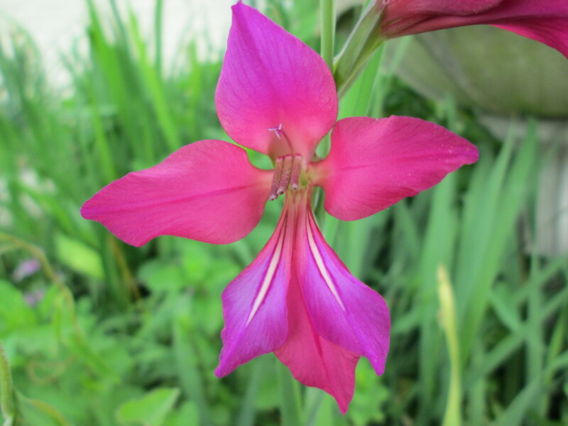 Pink Gladiolus Flower — Calm