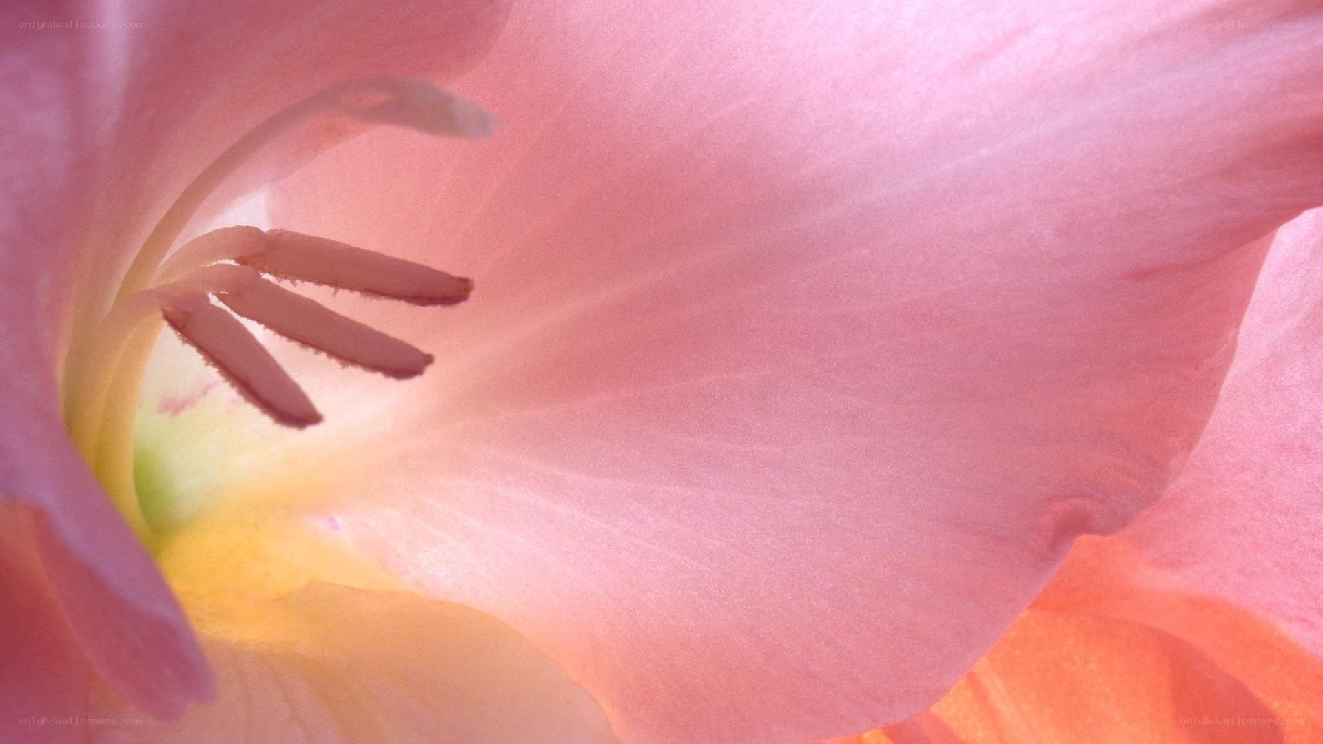 pink gladiolus flower close-up