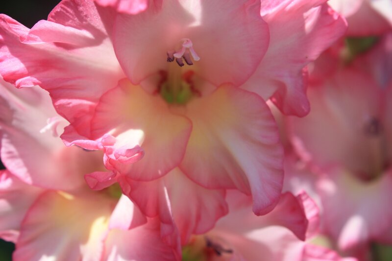 Pink Gladiolus Flower — Serene, Afternoon