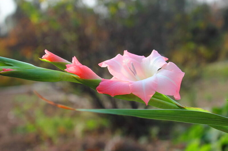 Pink Gladiolus Flower — Serene