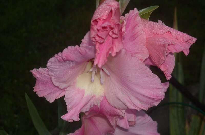 Pink Gladiolus Flower