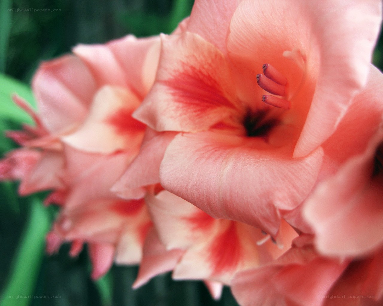 Pink gladiolus flowers