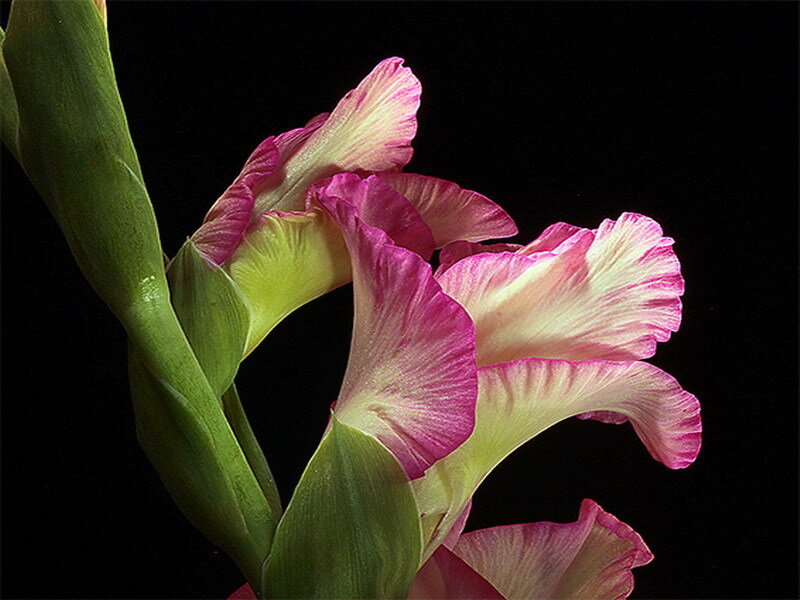 Pink gladiolus flowers