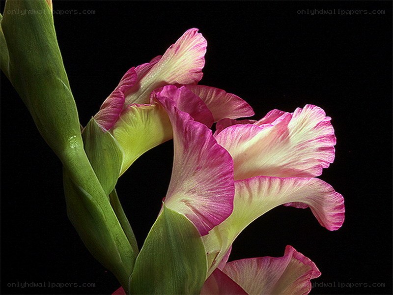 Pink gladiolus flowers