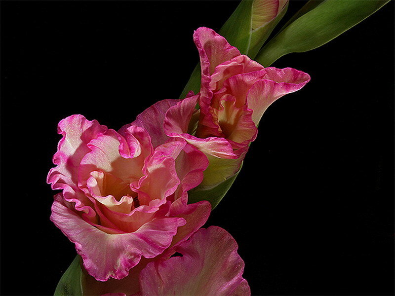 Pink gladiolus flowers
