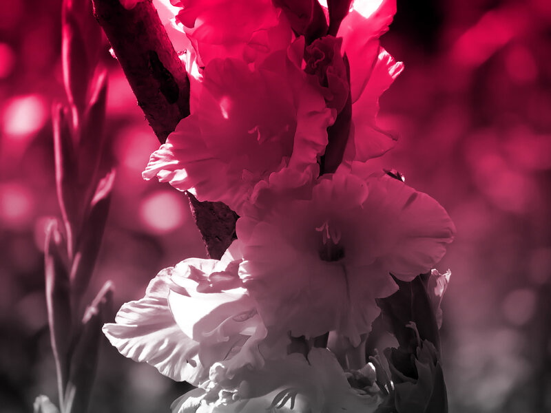 Pink gladiolus flowers