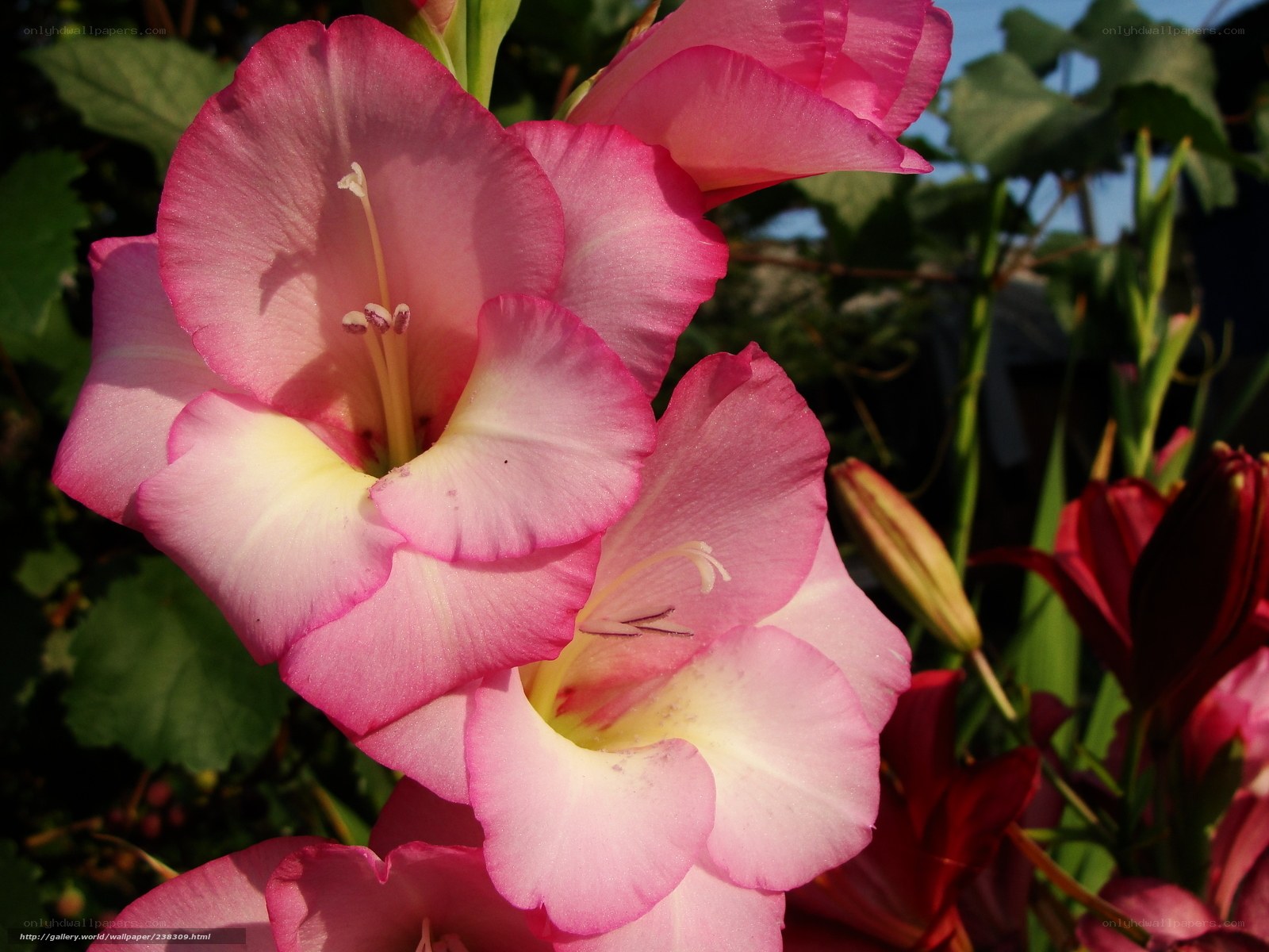 Pink gladiolus flowers