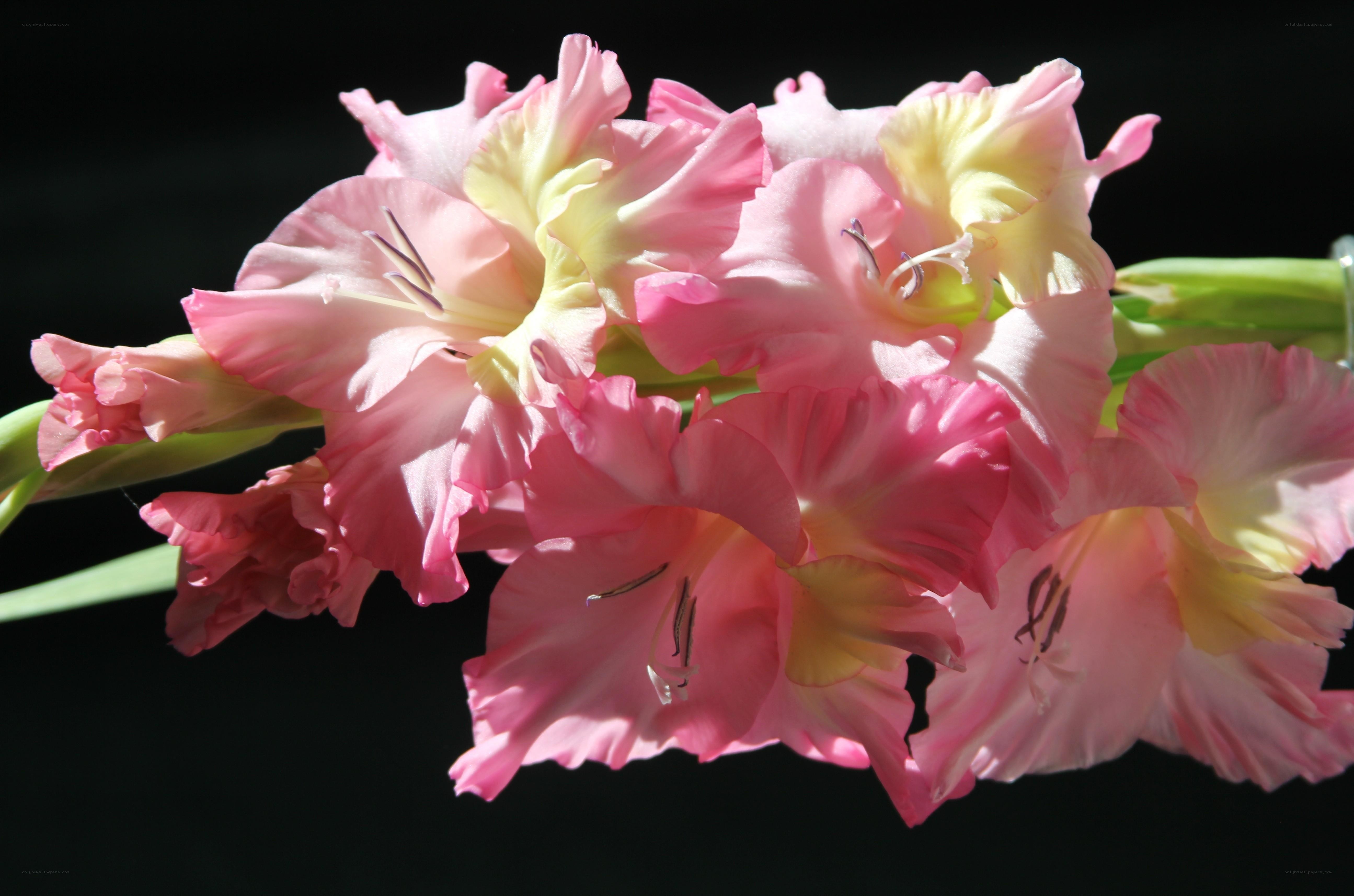 Pink gladiolus flowers