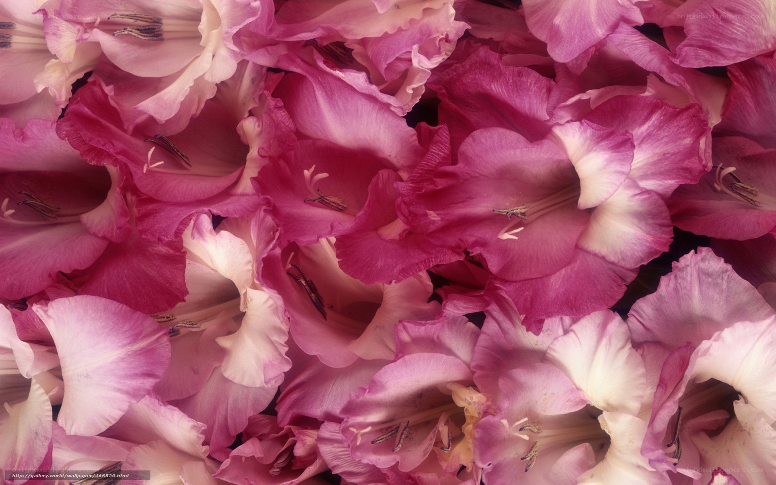 Pink gladiolus flowers