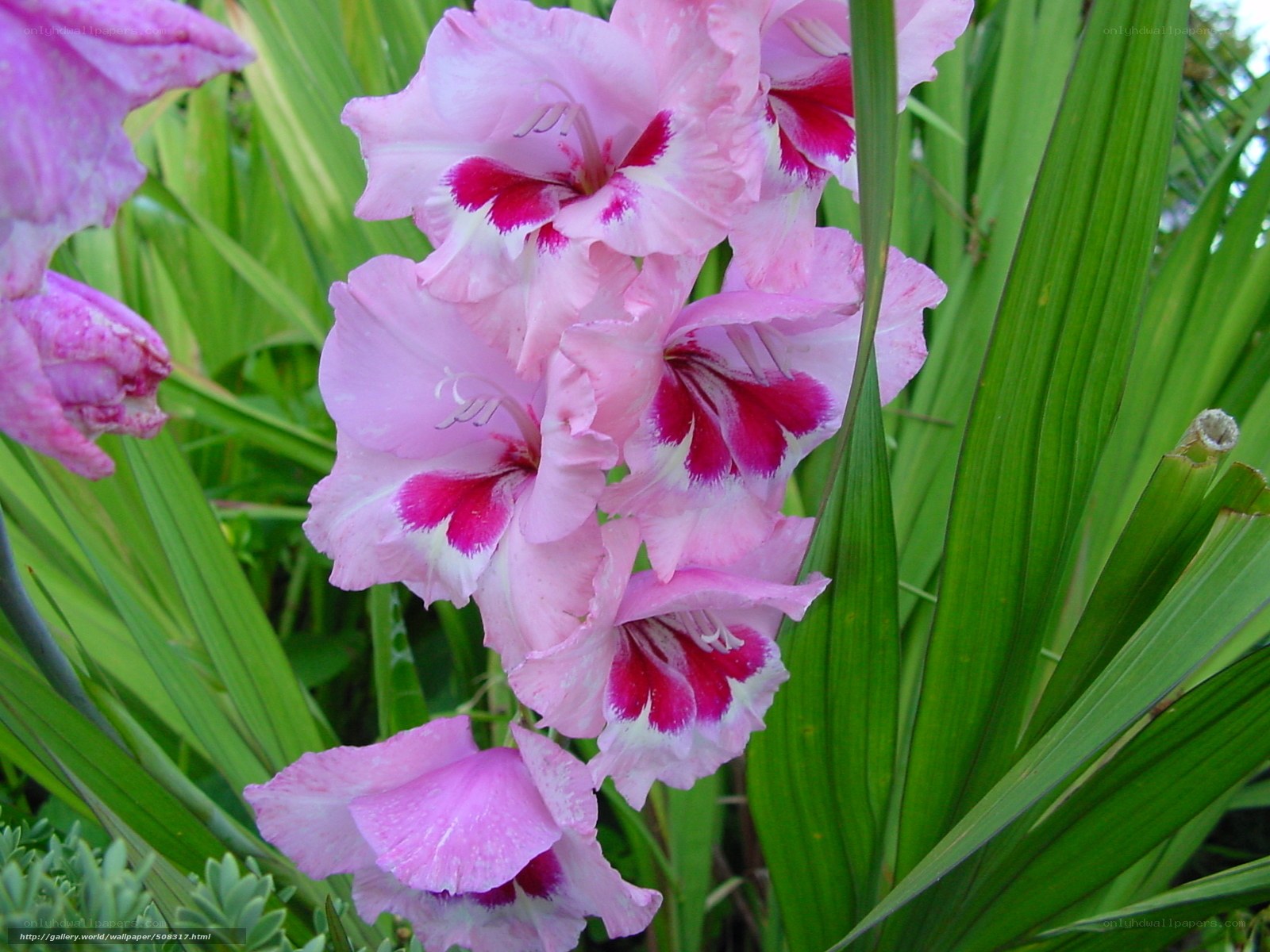 Pink gladiolus flowers