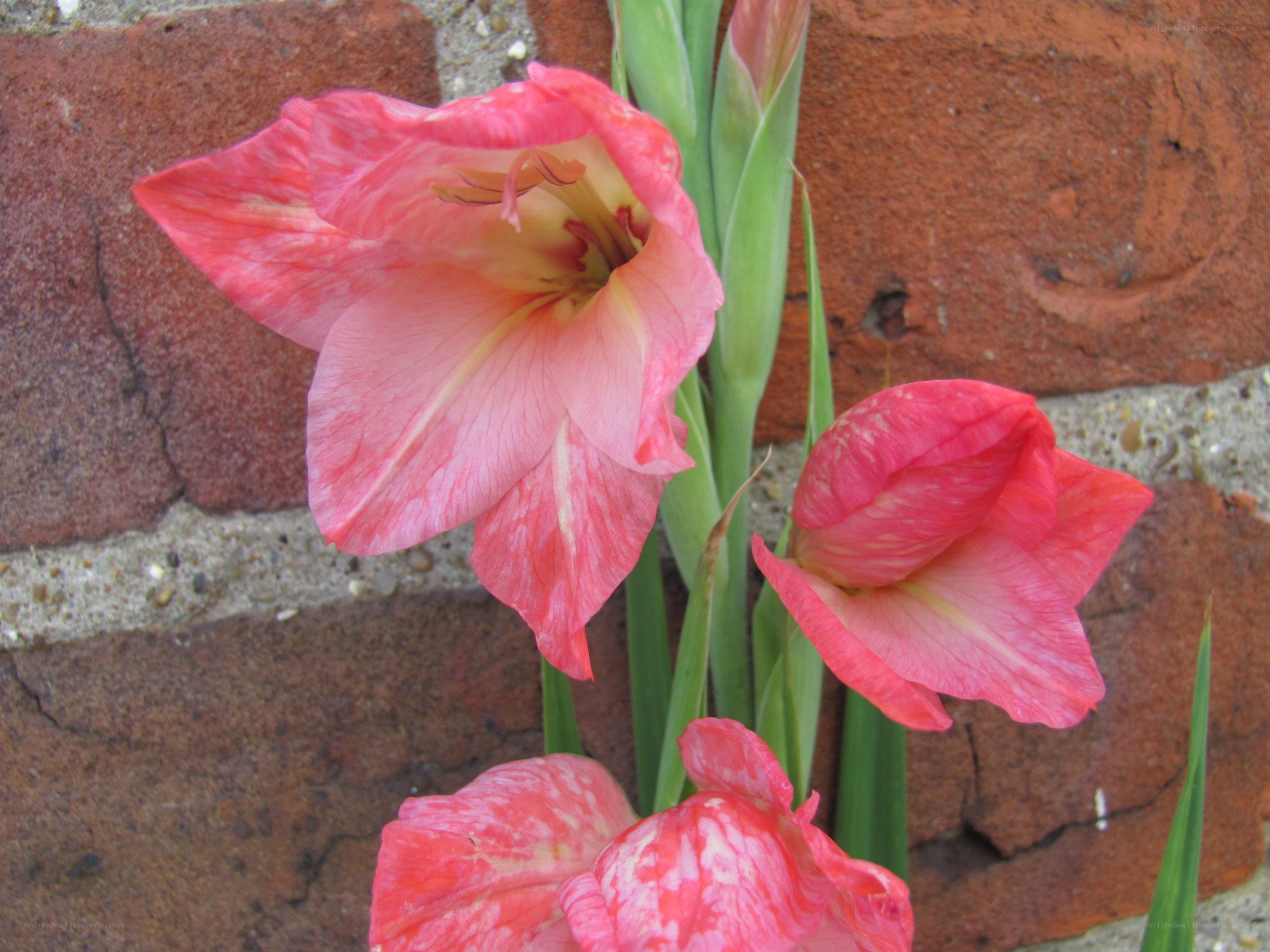 Pink gladiolus flowers