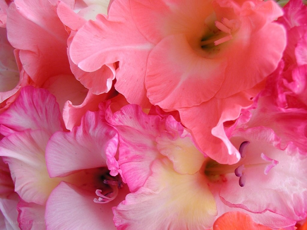 Pink gladiolus flowers