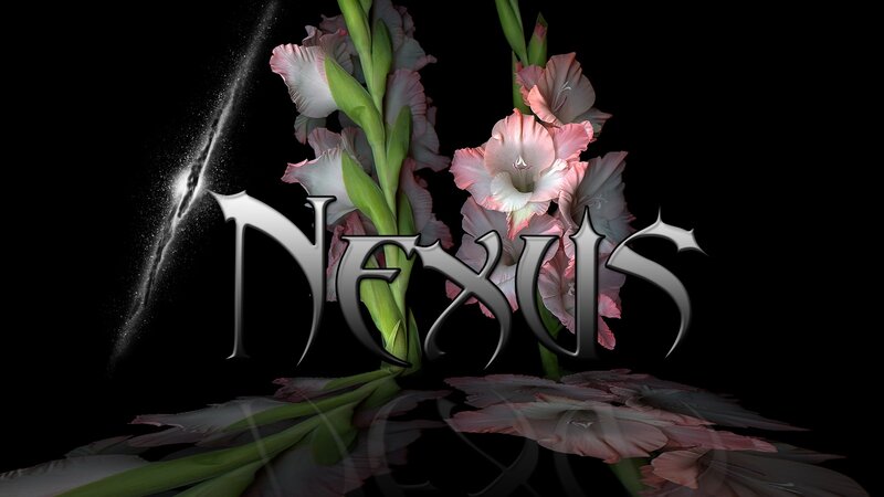 Pink Gladiolus Flowers — Black