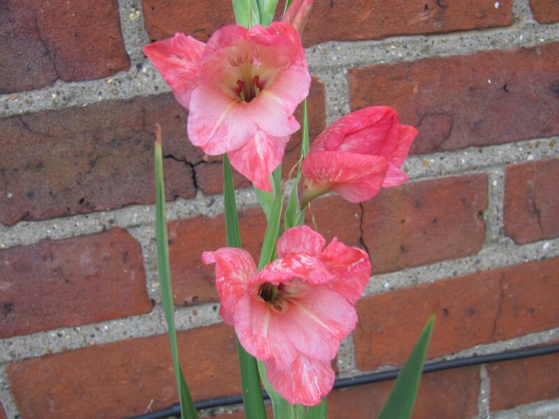 Pink Gladiolus Flowers — Calm, Afternoon, Photograph, Brick Wall