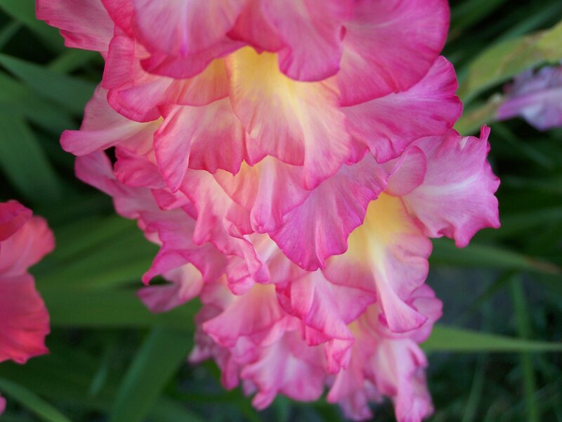 Pink Gladiolus Flowers — Calm, Afternoon