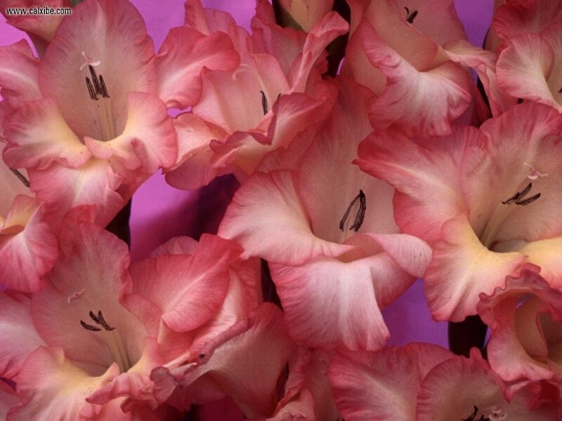 Pink Gladiolus Flowers — Calm, Photograph, Petals, Stamen