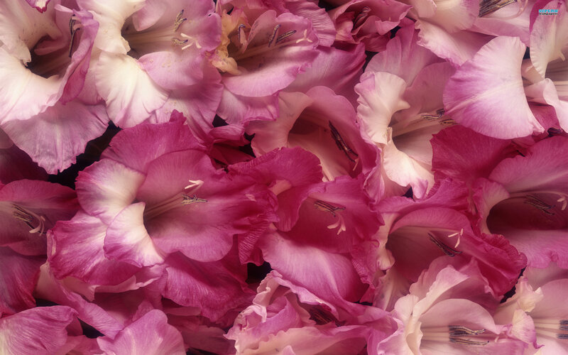 Pink Gladiolus Flowers — Calm, Photograph, Petals