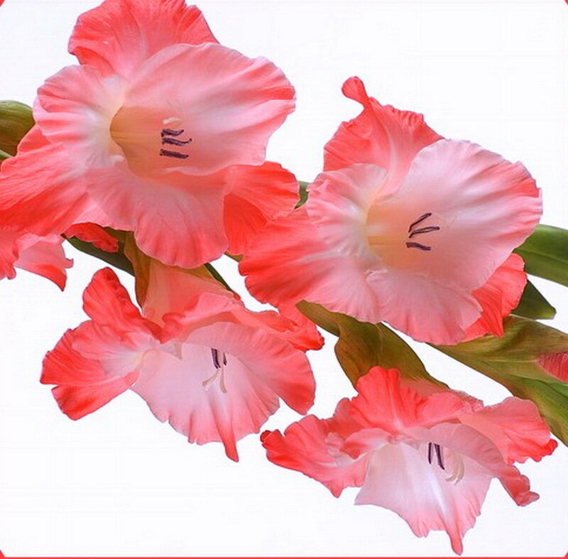 Pink Gladiolus Flowers — Calm, Photograph, Stem