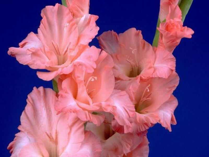 Pink Gladiolus Flowers — Calm, Photograph, Stems