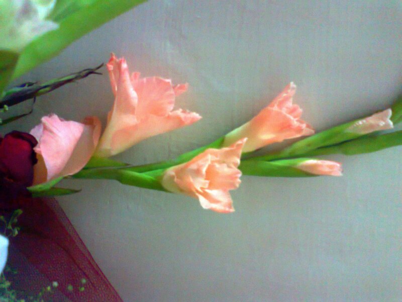 Pink Gladiolus Flowers — Calm, Photograph