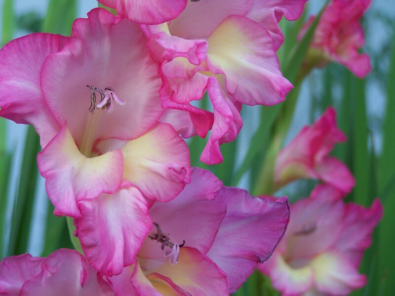 Pink Gladiolus Flowers — Calm, Summer