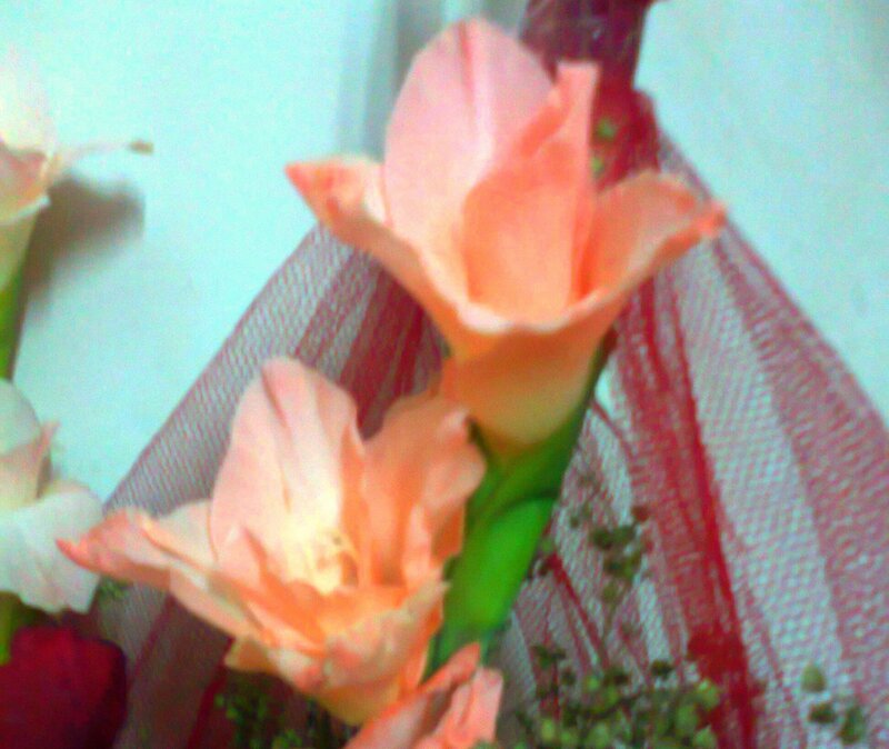 Pink Gladiolus Flowers — Calm