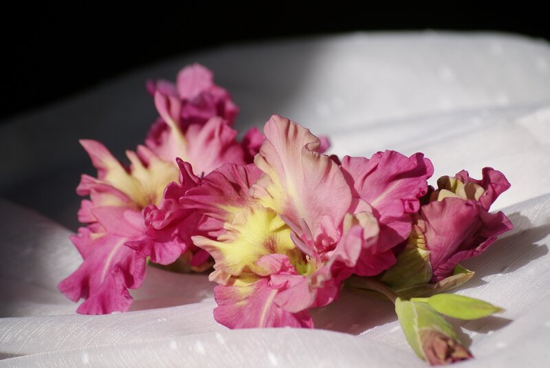 Pink Gladiolus Flowers — Dramatic, Afternoon