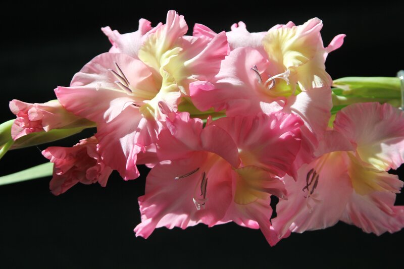Pink Gladiolus Flowers — Dramatic, Photograph, Flower, Stem