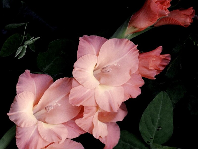 Pink Gladiolus Flowers — Dramatic, Photograph, Green Leaves
