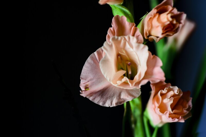 Pink Gladiolus Flowers — Dramatic, Photograph, Green Stems
