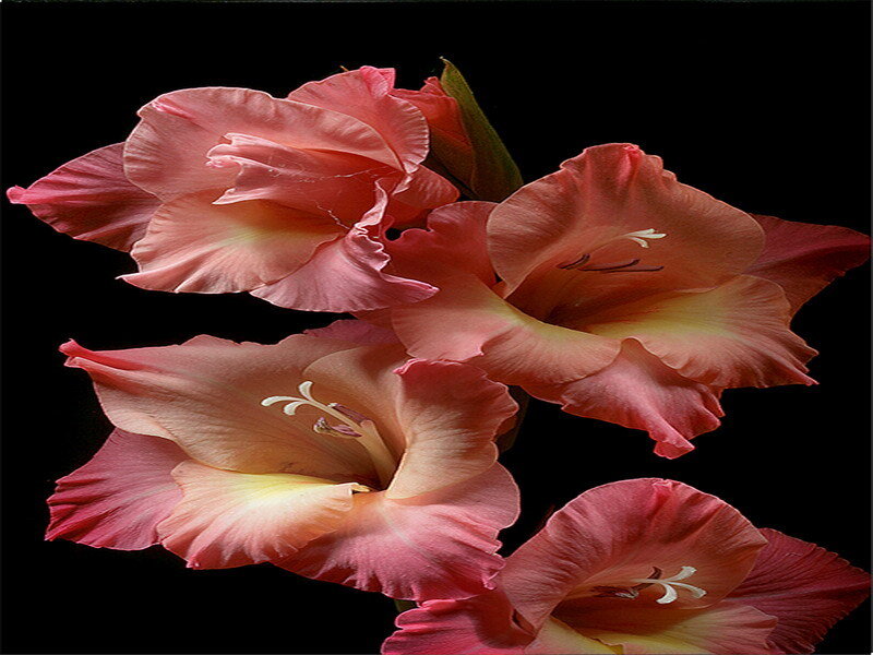 Pink Gladiolus Flowers — Dramatic, Photograph, Petals