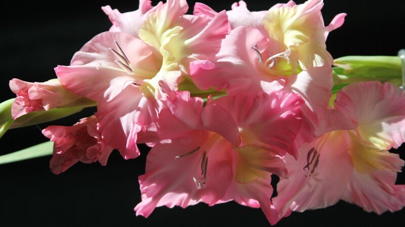 Pink Gladiolus Flowers — Dramatic, Photograph, Stem, Dark Background