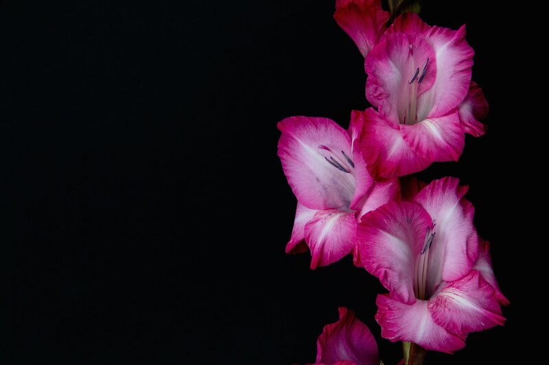 Pink Gladiolus Flowers — Dramatic, Photograph, Stem