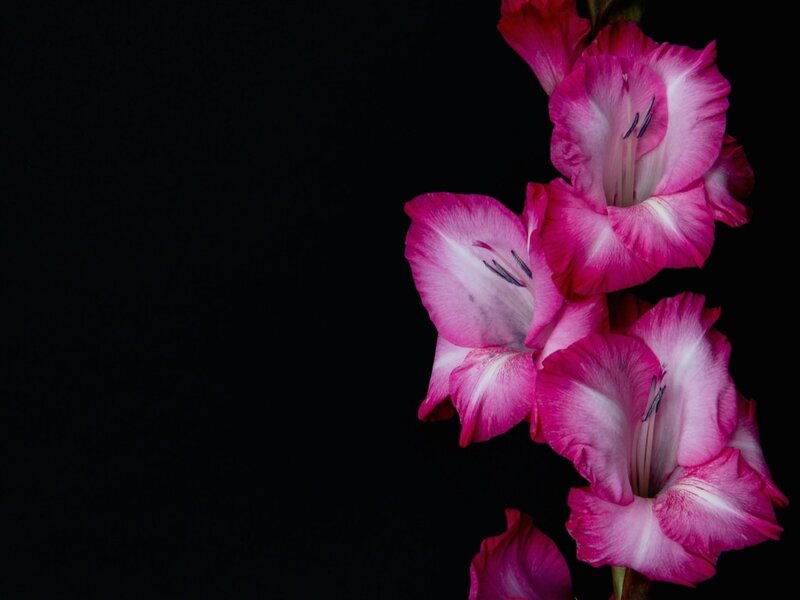 Pink Gladiolus Flowers — Dramatic, Photograph