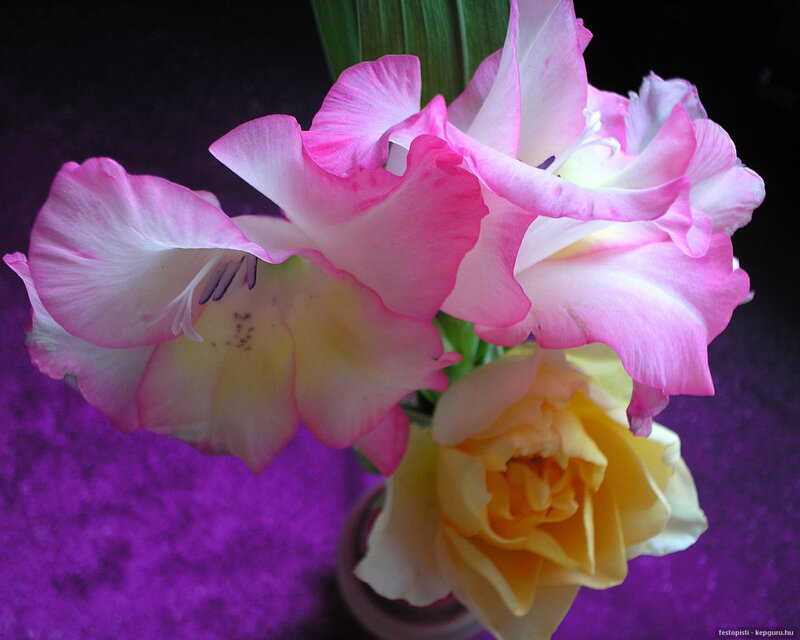 Pink Gladiolus Flowers — Dramatic