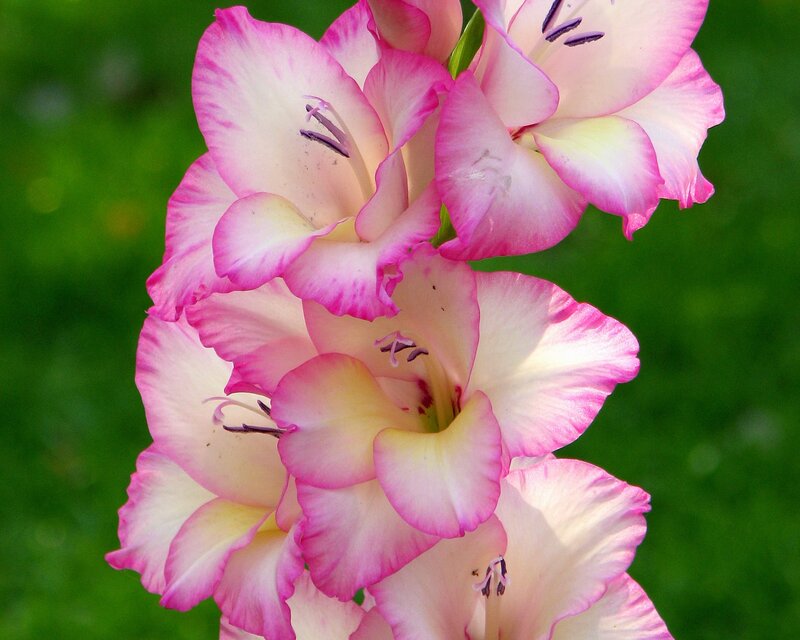 Pink Gladiolus Flowers — Serene, Afternoon