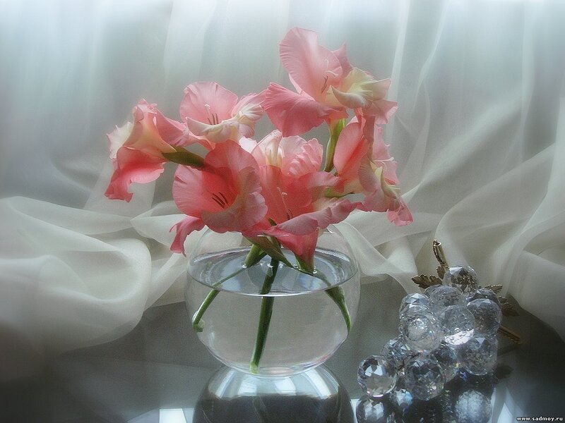 Pink Gladiolus Flowers — Serene, Photograph