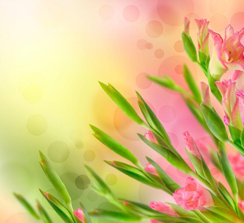 Pink Gladiolus Flowers — Serene, Spring, Photograph, Green Leaves