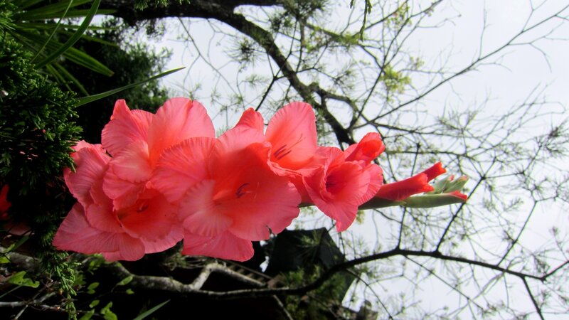 Pink Gladiolus Flowers — Serene, Spring, Photograph
