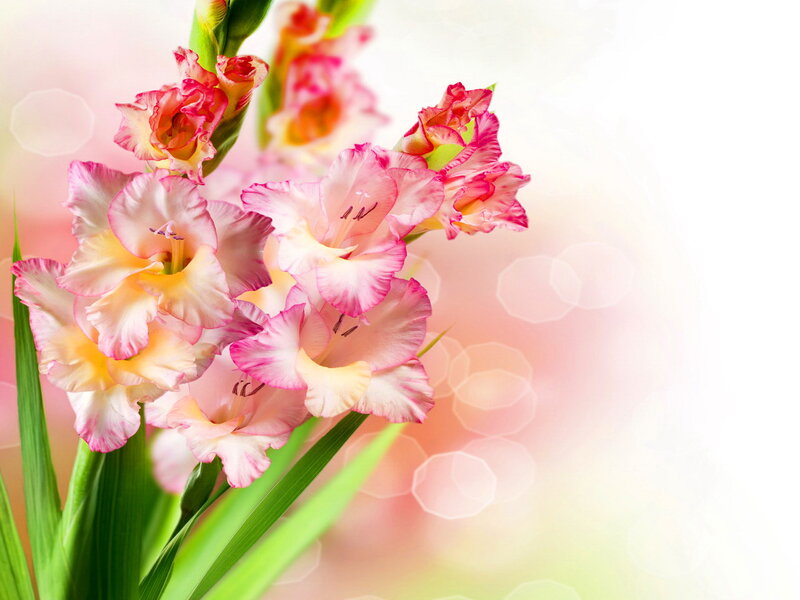 Pink Gladiolus Flowers — Serene, Spring