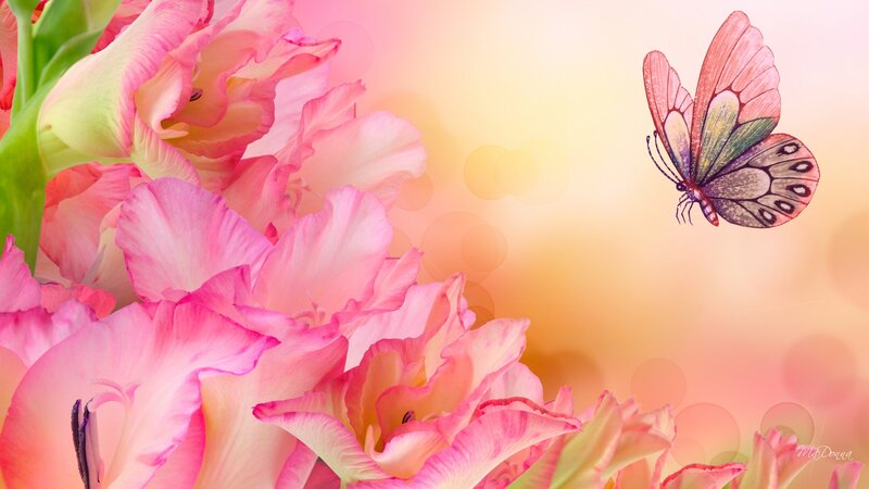 Pink Gladiolus Flowers — Serene, Sunset, Digital Art