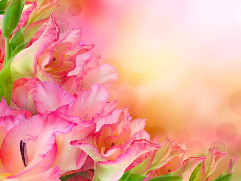 Pink Gladiolus Flowers — Serene, Sunset, Photograph, Green Stems