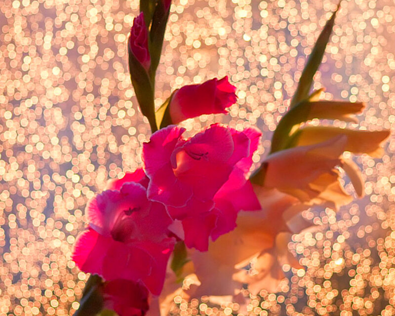 Pink Gladiolus Flowers — Serene, Sunset, Photograph