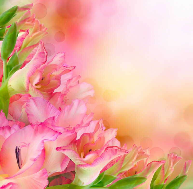 Pink Gladiolus Flowers — Serene, Sunset