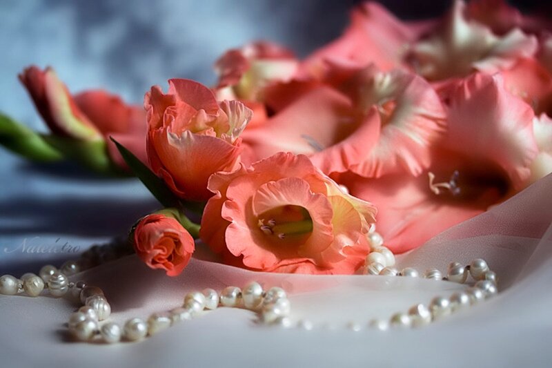 Pink Gladiolus Flowers — Serene