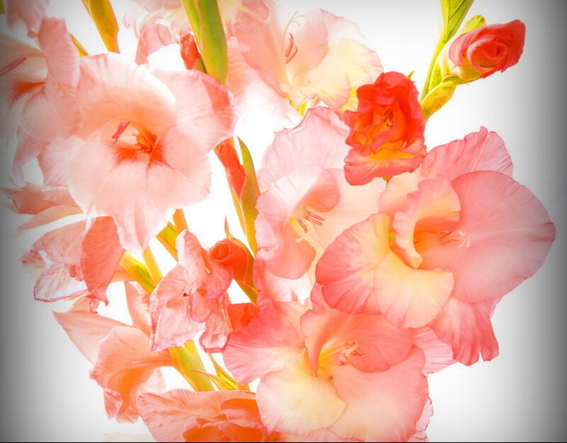 Pink Gladiolus Flowers — Soft, Photograph