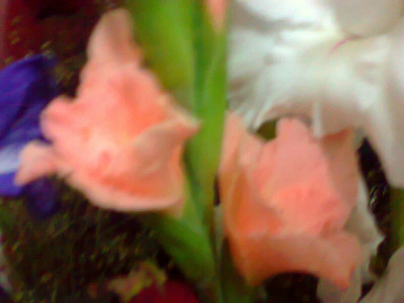 Pink Gladiolus Flowers — Soft